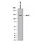 Low Density Lipoprotein Receptor antibody, AF2255, R&D Systems, Western Blot image 