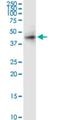 Receptor activity-modifying protein 3 antibody, H00010268-M02, Novus Biologicals, Western Blot image 