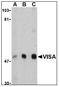 Mitochondrial Antiviral Signaling Protein antibody, LS-B617, Lifespan Biosciences, Western Blot image 