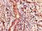 Copper Metabolism Domain Containing 1 antibody, CSB-PA818712LA01HU, Cusabio, Immunohistochemistry frozen image 