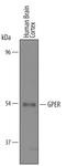 G Protein-Coupled Estrogen Receptor 1 antibody, AF5534, R&D Systems, Western Blot image 