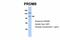 PR/SET Domain 9 antibody, NBP1-80118, Novus Biologicals, Western Blot image 