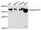 L-aminoadipate-semialdehyde dehydrogenase-phosphopantetheinyl transferase antibody, abx003732, Abbexa, Western Blot image 