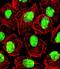 Nucleolin antibody, LS-C164777, Lifespan Biosciences, Immunofluorescence image 