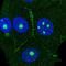 RAGE antibody, HPA064436, Atlas Antibodies, Immunofluorescence image 