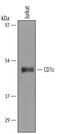 CD1c Molecule antibody, AF5910, R&D Systems, Western Blot image 
