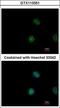 Mpf antibody, GTX113351, GeneTex, Immunofluorescence image 