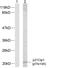 p21 antibody, PA5-38144, Invitrogen Antibodies, Western Blot image 