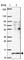 Splicing Factor 3b Subunit 5 antibody, HPA054408, Atlas Antibodies, Western Blot image 