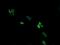 Armadillo Repeat Containing 1 antibody, MA5-26127, Invitrogen Antibodies, Immunocytochemistry image 