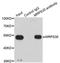 Mitochondrial Ribosomal Protein S30 antibody, orb178588, Biorbyt, Immunoprecipitation image 
