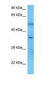 GPALPP Motifs Containing 1 antibody, orb326177, Biorbyt, Western Blot image 