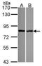Calpain 11 antibody, PA5-30432, Invitrogen Antibodies, Western Blot image 