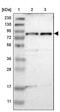 TRNA-YW Synthesizing Protein 1 Homolog antibody, PA5-53065, Invitrogen Antibodies, Western Blot image 