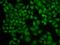 Karyopherin Subunit Alpha 1 antibody, GTX54302, GeneTex, Immunofluorescence image 
