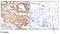 Myocyte Enhancer Factor 2A antibody, AP02539PU-S, Origene, Immunohistochemistry paraffin image 