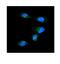 Karyopherin Subunit Alpha 1 antibody, A04024-1, Boster Biological Technology, Immunofluorescence image 