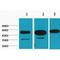 Tubulin Beta 1 Class VI antibody, LS-C387423, Lifespan Biosciences, Western Blot image 