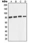 Microtubule Associated Protein Tau antibody, LS-C352516, Lifespan Biosciences, Western Blot image 