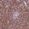Phosducin Like 2 antibody, NBP2-13744, Novus Biologicals, Immunohistochemistry frozen image 