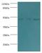 Actin Like 6B antibody, MBS1495549, MyBioSource, Western Blot image 