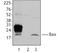 BAX antibody, LS-B2510, Lifespan Biosciences, Immunoprecipitation image 