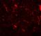 Corticotropin Releasing Hormone antibody, A00629, Boster Biological Technology, Immunofluorescence image 