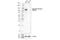 Androgen Receptor antibody, 40065S, Cell Signaling Technology, Western Blot image 