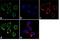 Integrin Subunit Beta 2 antibody, 37-1300, Invitrogen Antibodies, Immunofluorescence image 