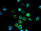 Zinc transporter ZIP11 antibody, A61006-100, Epigentek, Immunofluorescence image 