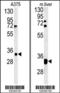 UAP56-interacting factor antibody, 61-841, ProSci, Western Blot image 