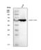 Aldehyde Dehydrogenase 3 Family Member A1 antibody, A01121-5, Boster Biological Technology, Western Blot image 