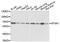 Splicing Factor 3a Subunit 3 antibody, A10671, Boster Biological Technology, Western Blot image 