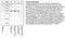 Insulin Receptor antibody, 44-807G, Invitrogen Antibodies, Western Blot image 