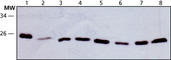 High Mobility Group Box 2 antibody, ab67282, Abcam, Western Blot image 