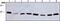 High Mobility Group Box 2 antibody, ab67282, Abcam, Western Blot image 