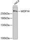 WDFY Family Member 4 antibody, 19-494, ProSci, Western Blot image 
