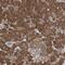 Vesicle Associated Membrane Protein 7 antibody, NBP1-80709, Novus Biologicals, Immunohistochemistry paraffin image 