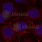 Insulin Like Growth Factor 1 Receptor antibody, AP0367, ABclonal Technology, Immunofluorescence image 