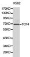 Transcription Factor 4 antibody, TA326945, Origene, Western Blot image 