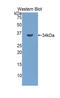 TNF Superfamily Member 9 antibody, LS-C293021, Lifespan Biosciences, Western Blot image 