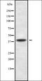 Cell Division Cycle 37 Like 1 antibody, orb336360, Biorbyt, Western Blot image 
