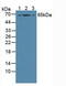 Growth Factor Receptor Bound Protein 10 antibody, MBS2027682, MyBioSource, Western Blot image 