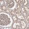 Alpha-protein kinase 1 antibody, NBP1-83593, Novus Biologicals, Immunohistochemistry paraffin image 