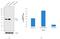 JunB Proto-Oncogene, AP-1 Transcription Factor Subunit antibody, 710734, Invitrogen Antibodies, Western Blot image 