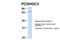 Protocadherin Gamma Subfamily C, 3 antibody, A12828, Boster Biological Technology, Western Blot image 