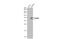 Apoptosis Inducing Factor Mitochondria Associated 2 antibody, GTX108089, GeneTex, Western Blot image 