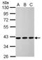 Calponin 3 antibody, NBP2-15242, Novus Biologicals, Western Blot image 