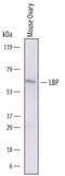 Lipopolysaccharide Binding Protein antibody, AF6635, R&D Systems, Western Blot image 