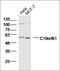 SMG9 Nonsense Mediated MRNA Decay Factor antibody, orb182493, Biorbyt, Western Blot image 